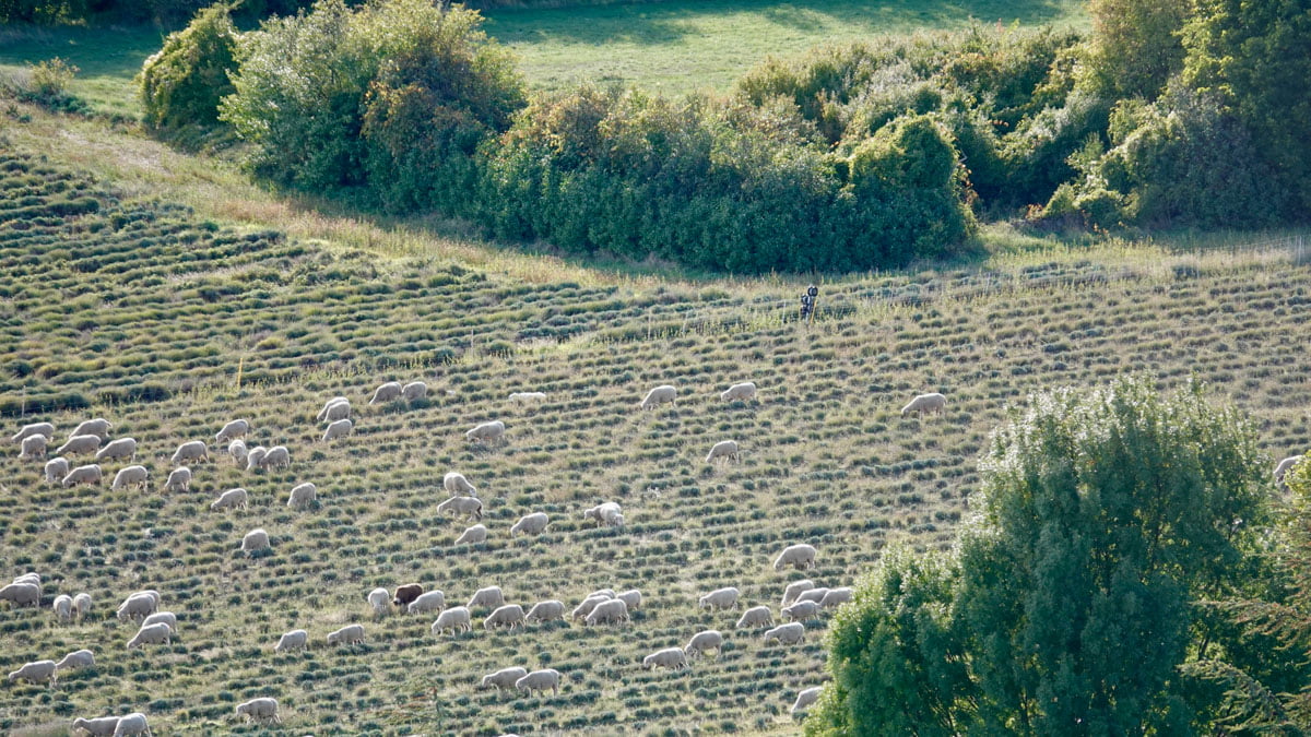 schapen